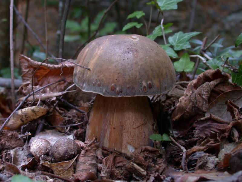 Escursione autunnale in Corsica - 3